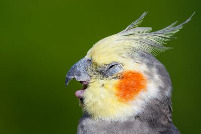 Cockatiel Health Insurance, Cockatiel Insurance, New Mexico